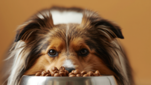 シェルティとご飯ボウル