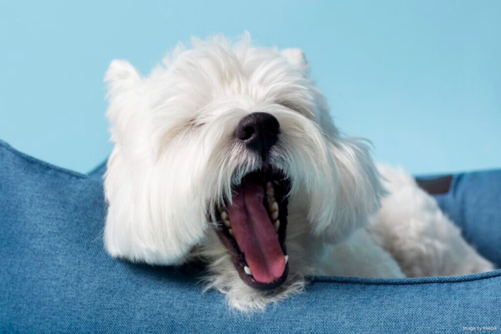 犬の歯がグラグラ 口を開けている白い犬
